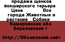 продажа щенков йокширского терьера › Цена ­ 25 000 - Все города Животные и растения » Собаки   . Кемеровская обл.,Березовский г.